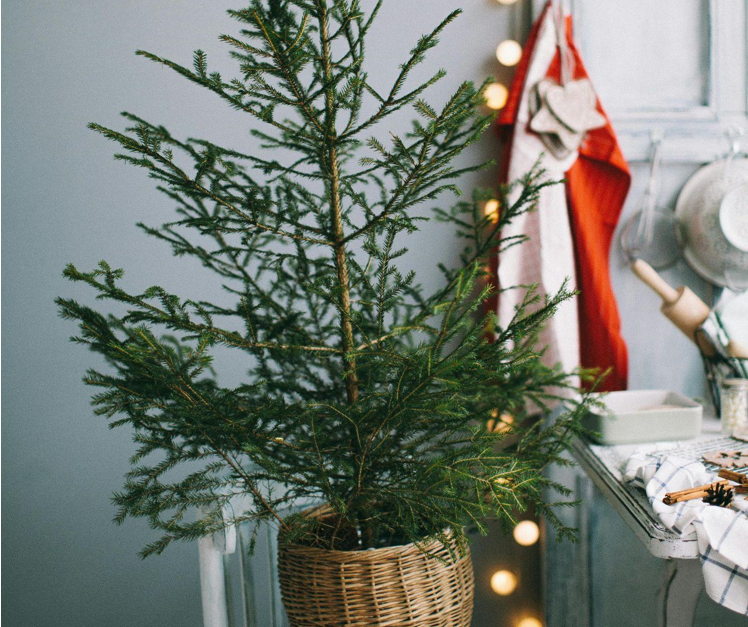 King of Christmas Gives 7 ft Trees to Charity.